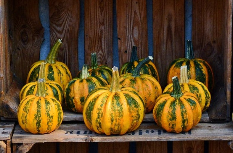 PUMPKIN / SQUASH 'Kumi Kumi' seeds