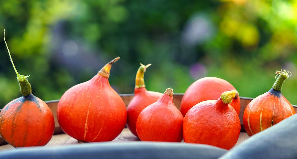 JAPANESE PUMPKIN Orange Hokkaido / Potimarron/ Red Kuri ORGANIC seeds