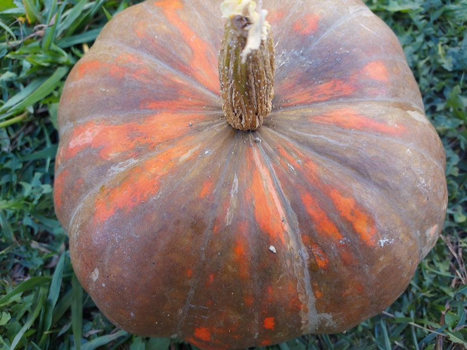 PUMPKIN 'Iran' seeds