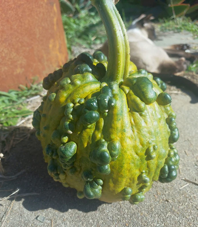 WINTER SQUASH 'Musquee de Maroc' / PUMPKIN seeds