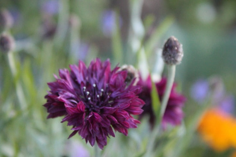 CORNFLOWER 'Black Ball' seeds