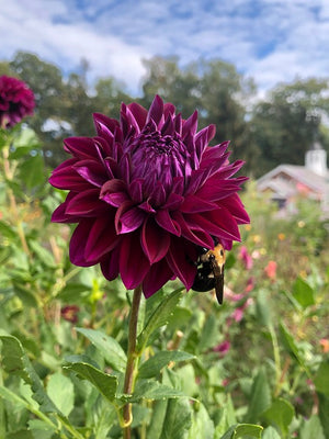 Dahlia 'Showpiece Double Mix' seeds