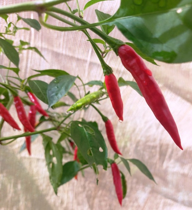 CHILLI 'Thai Giant' seeds