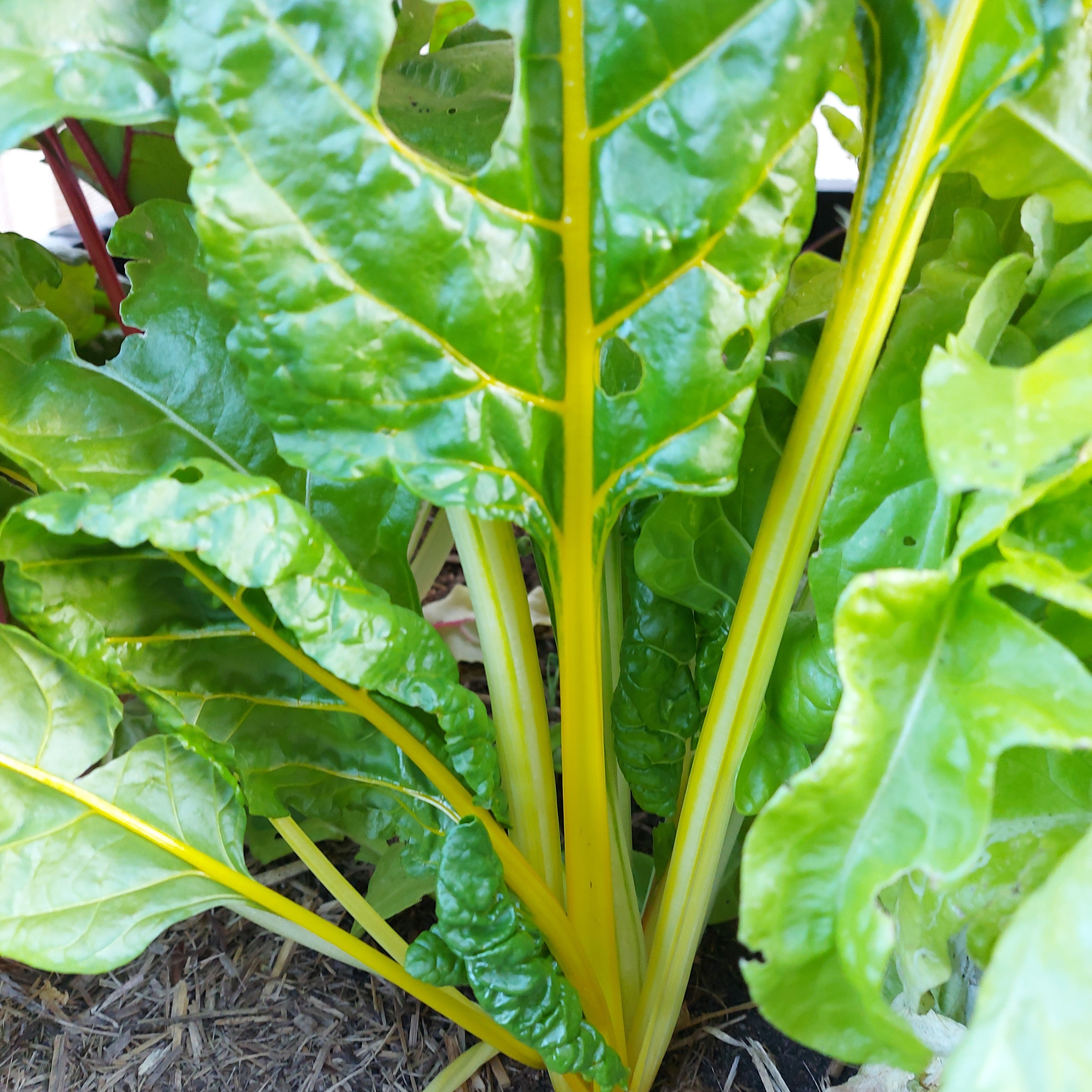 SILVERBEET / CHARD 'Golden Sunrise' seeds