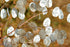 HONESTY / Lunaria biennis / Silver Dollar seeds