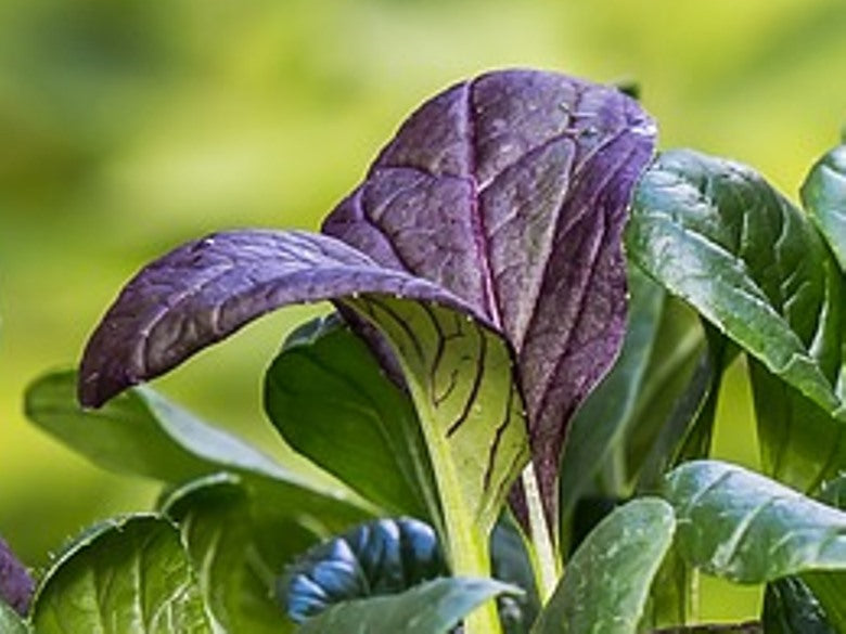 TATSOI 'Red Leaf' seeds