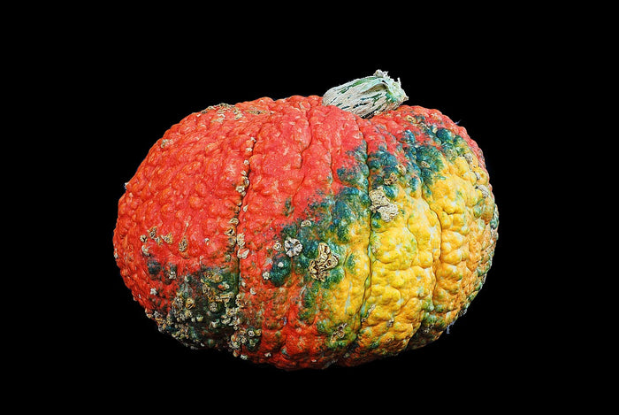 PUMPKIN 'Red Warty Thing' seeds