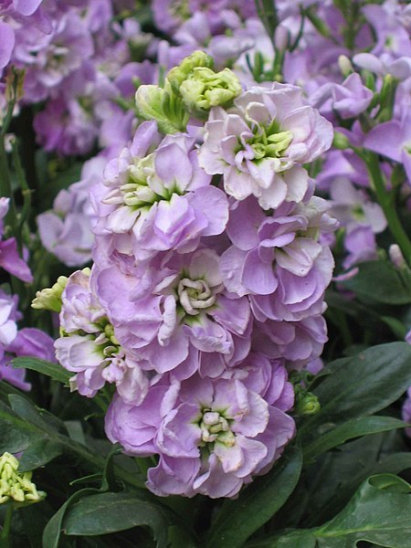 giant column stock lilac