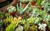 SUCCULENT LUCKY DIP *Plants / Cuttings*