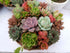 SUCCULENT LUCKY DIP *Plants / Cuttings*