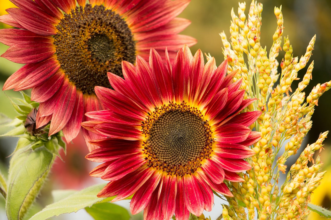 SUNFLOWER 'Crimson Peach' seeds