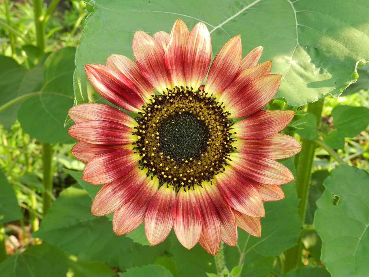 SUNFLOWER 'Lilac' seeds