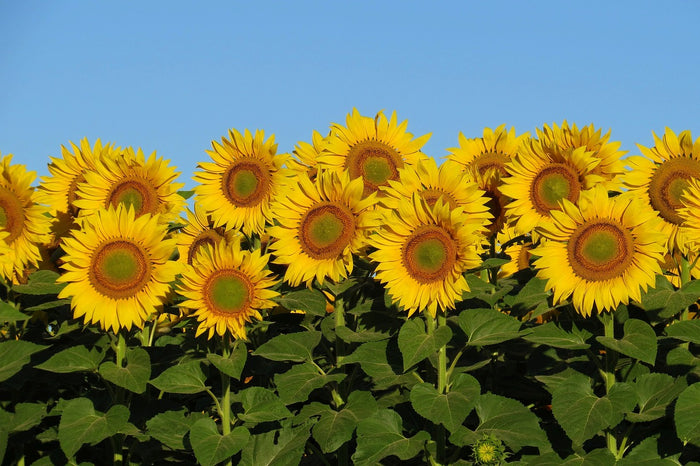 SUNFLOWER 'Israeli Giant' seeds