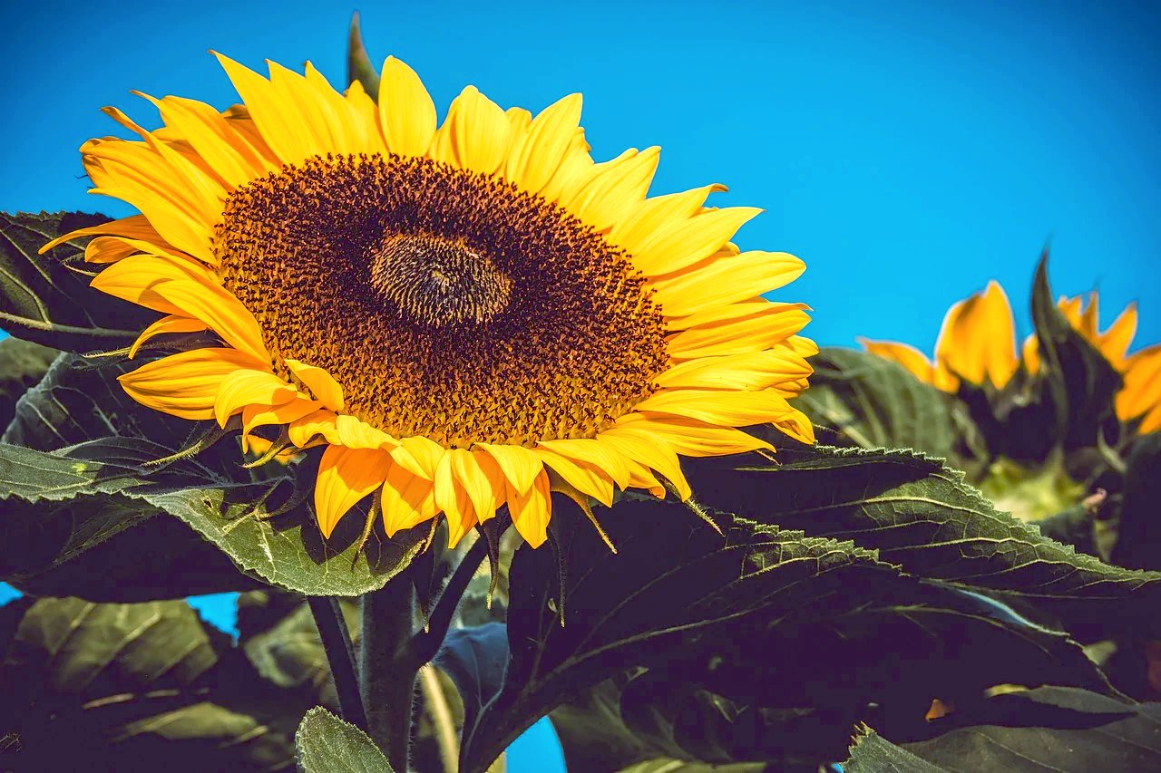 SUNFLOWER 'Giant Russian' seeds