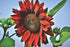 SUNFLOWER 'Mauve Spray F1' seeds