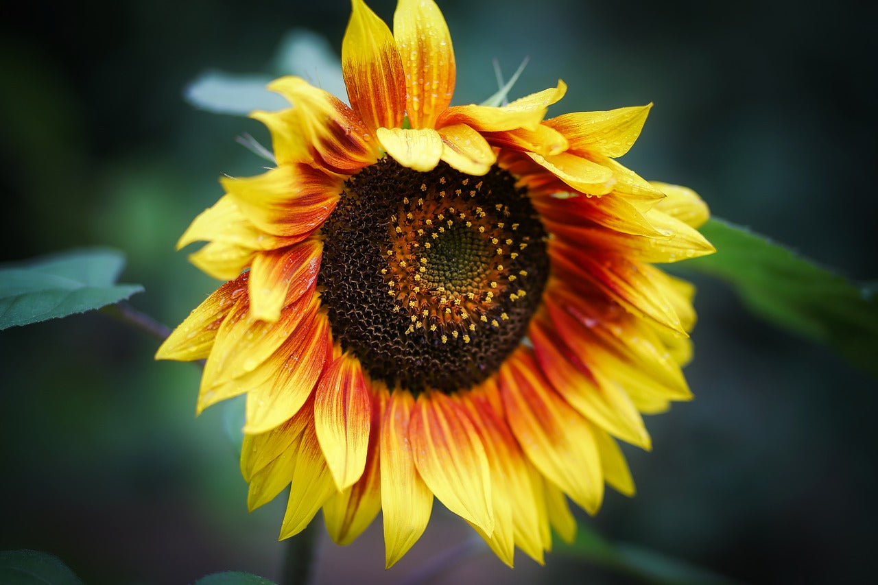 SUNFLOWER 'Horizon' POLLEN FREE seeds