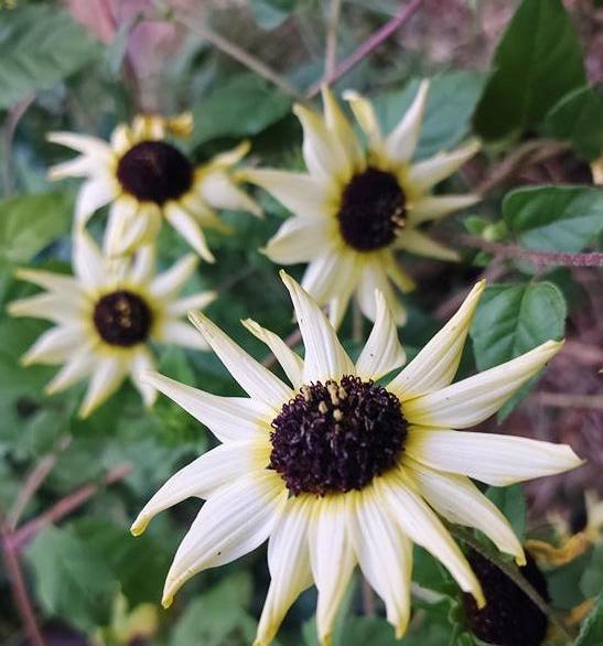 SUNFLOWER 'Italian White' seeds