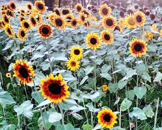 SUNFLOWER 'Evening Sun' seeds