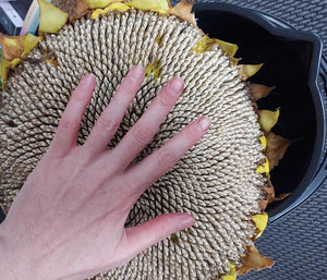 SUNFLOWER 'Mongolian Giant' seeds