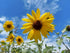 SUNFLOWER 'Mini Heads' seeds