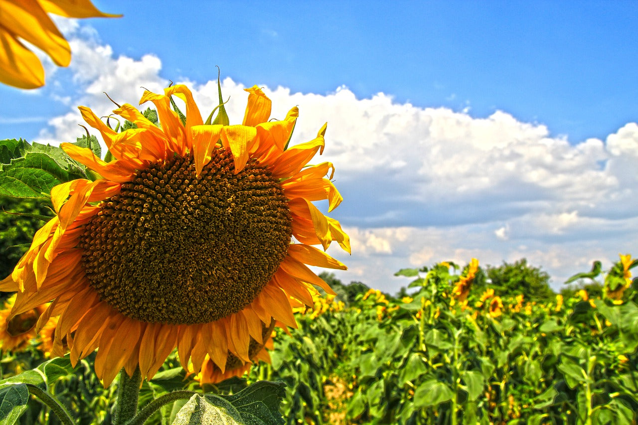 SUNFLOWER 'Mammoth' seeds