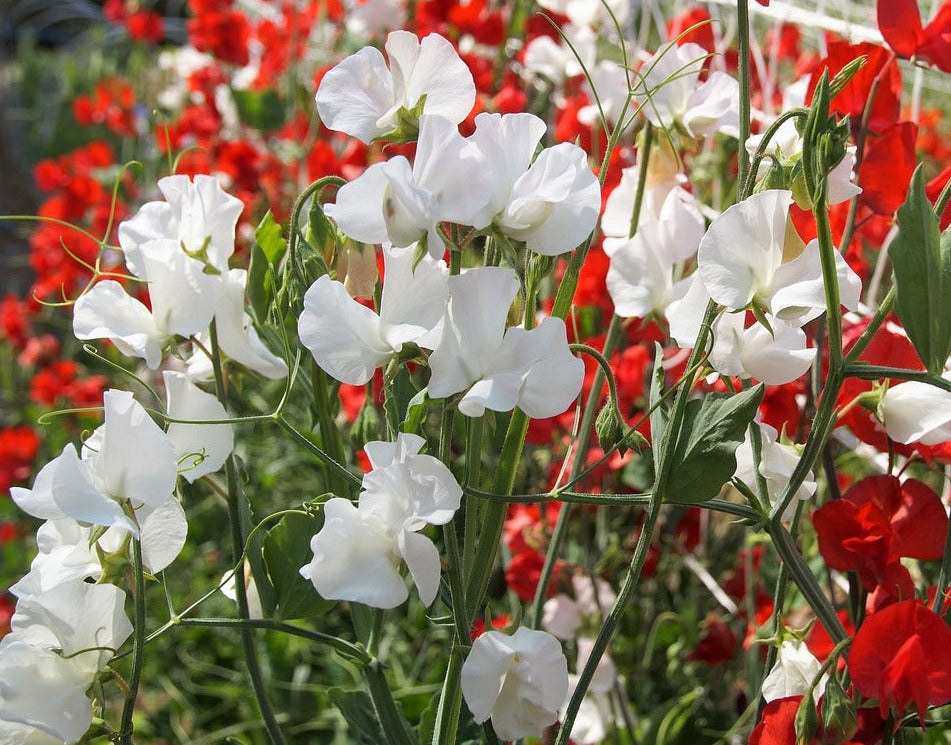 SWEET PEA 'Royal White' seeds