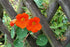 NASTURTIUM 'Double Orange Gleams' seeds