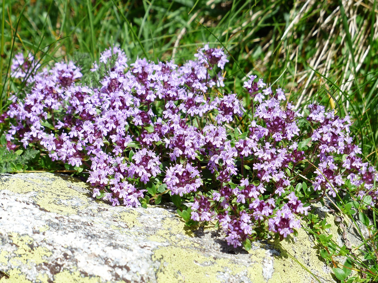 CREEPING THYME 'Lemon' / Thymus pulegloides seeds