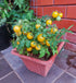 TOMATO CHERRY 'Mini Yellow Window Box' seeds *Dwarf / Determinate*