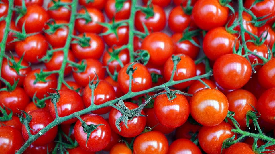 TOMATO CHERRY 'Sugar Lump' seeds