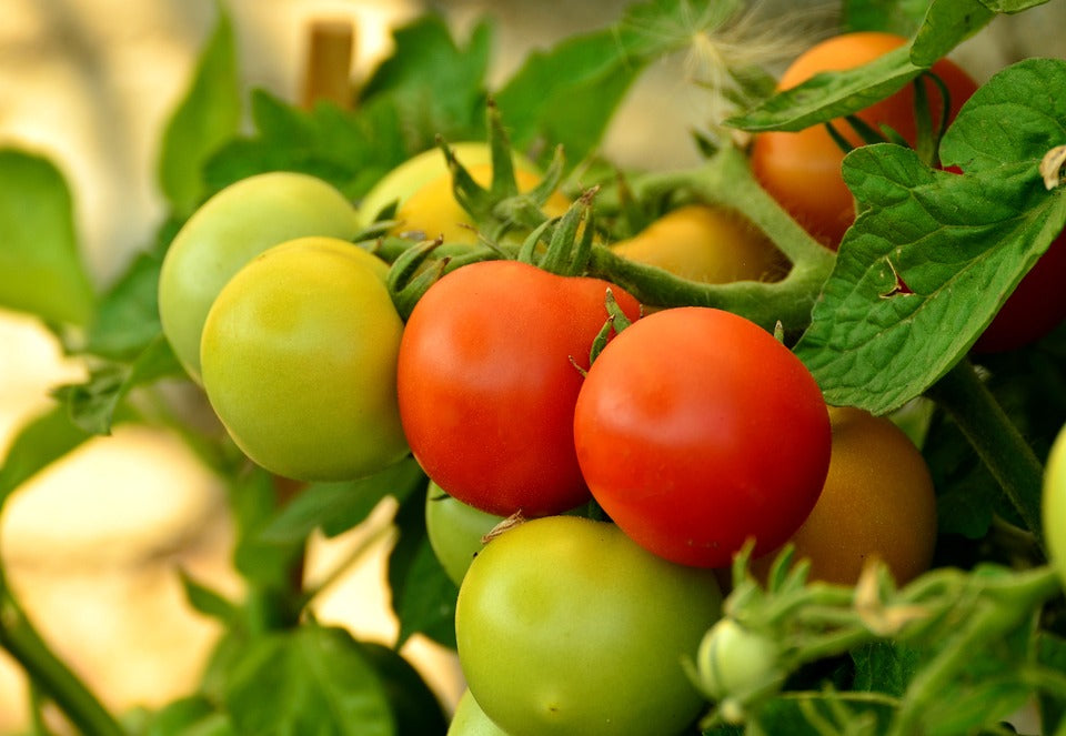 TOMATO 'Walter' seeds