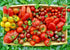 TOMATO BULK 'Heirloom Mix' seeds Wholesale