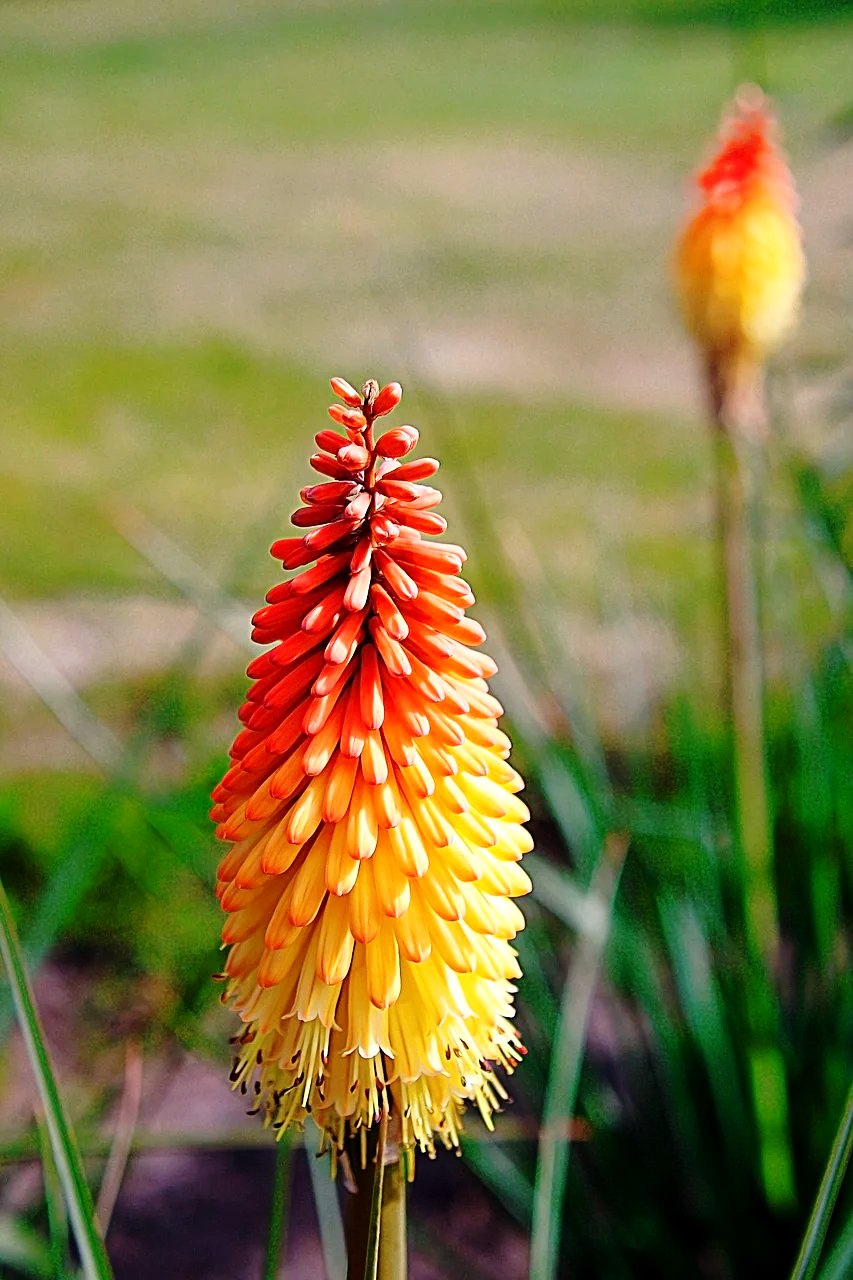 RED HOT POKER 'Mix' / TORCH LILY / Kniphofia uvaria seeds