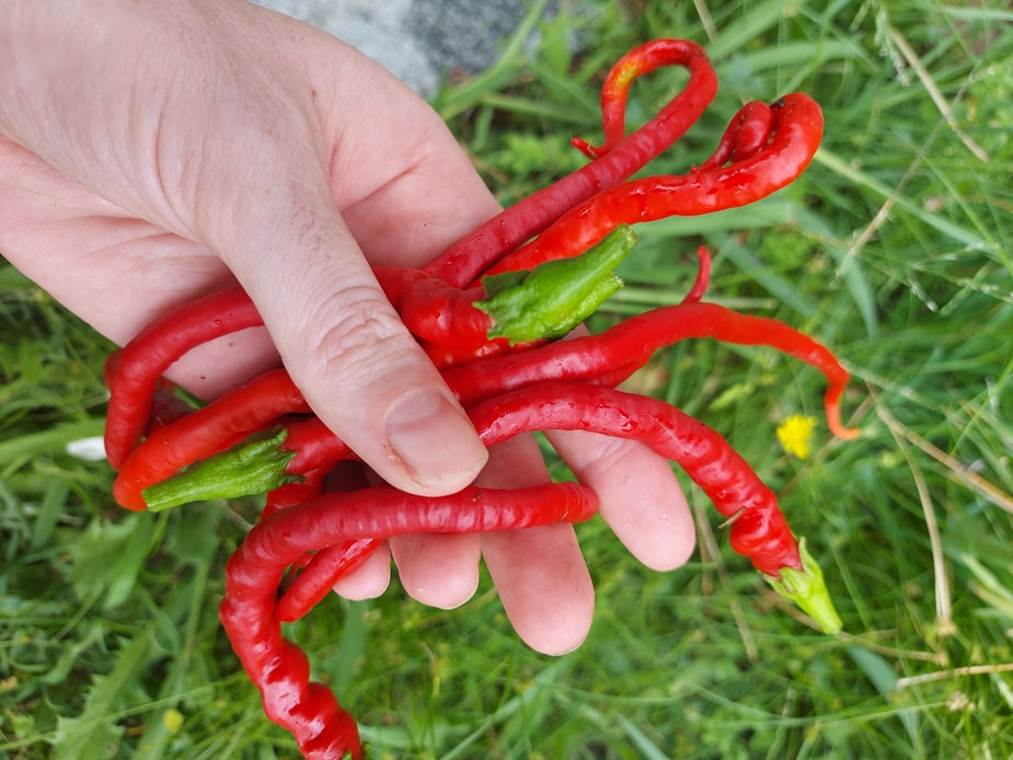 CHILLI 'Turkish Snake' seeds