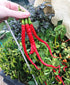 CHILLI 'Turkish Snake' seeds