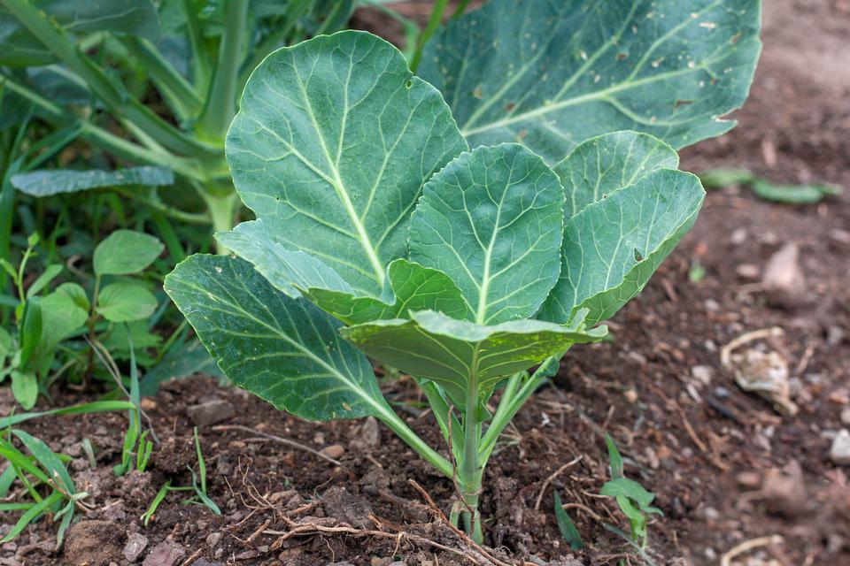 COLLARD GREENS 'Georgia Southern' seeds