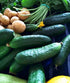 CUCUMBER DWARF 'Patio Snacker F1' seeds *Parthenocarpic*