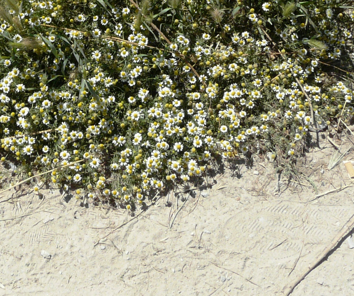 CHAMOMILE 'Roman' creeping / lawn / walkable seeds