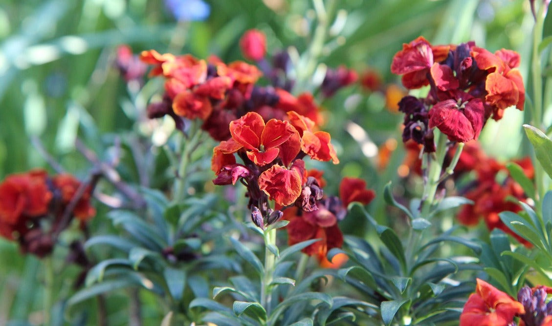 WALLFLOWER 'Ruby Gem' seeds