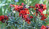 WALLFLOWER 'Ruby Gem' seeds