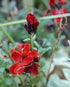 WALLFLOWER 'Ruby Gem' seeds