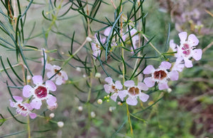 GERALDTON WAX FLOWER / Chamelaucium uncinatum *AUSTRALIAN NATIVE* seeds