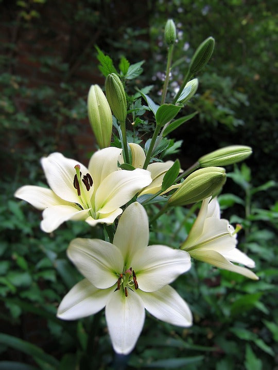 LILY ORIENTAL Mixed *Bulbs/ Corms*