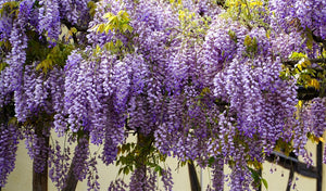 WISTERIA Purple Flowered seeds