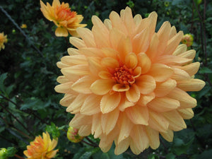 Dahlia 'Showpiece Double Mix' seeds