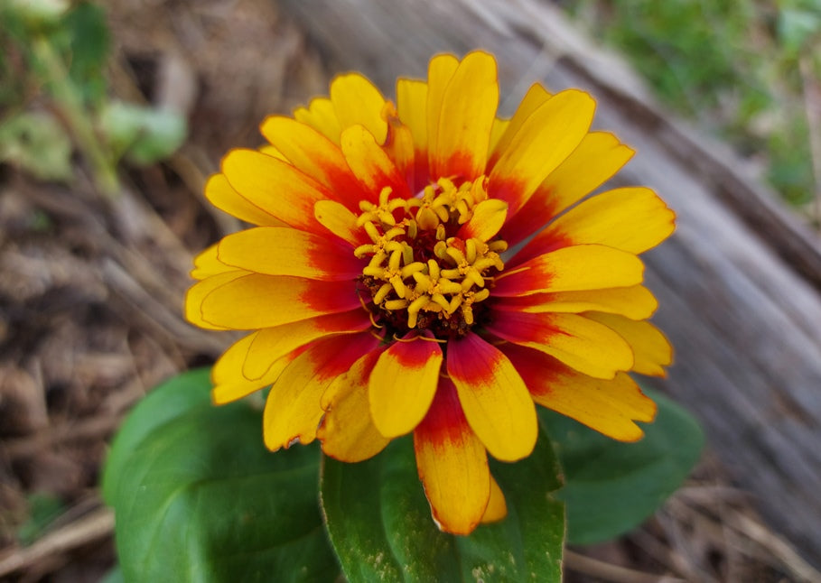 ZINNIA 'Macarenia' seeds