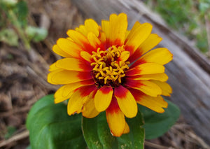 ZINNIA 'Macarenia' seeds