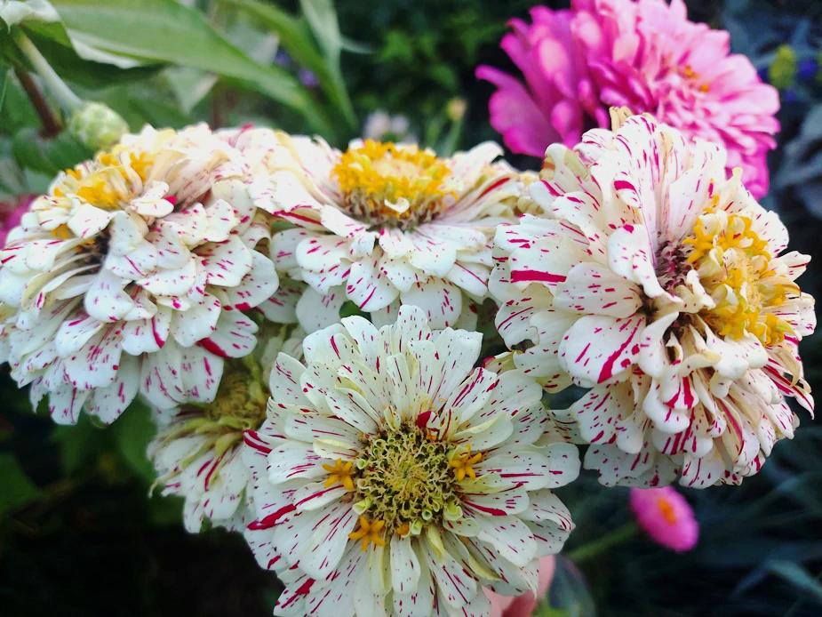 ZINNIA 'Peppermint Stick' seeds