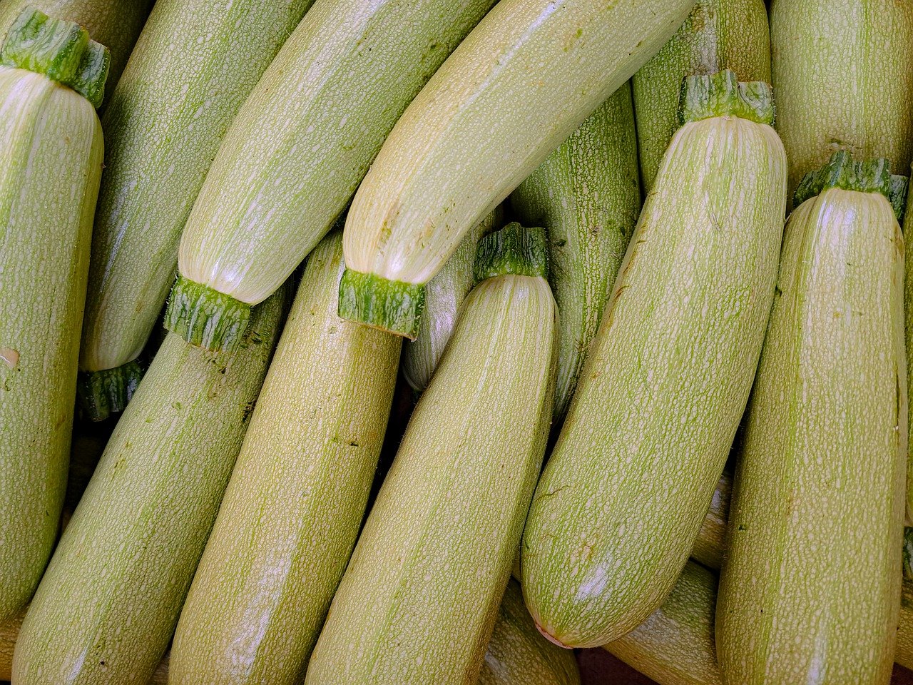 ZUCCHINI LEBANESE / Kousa / Cousa seeds