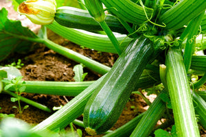 ZUCCHINI 'Black Beauty' seeds